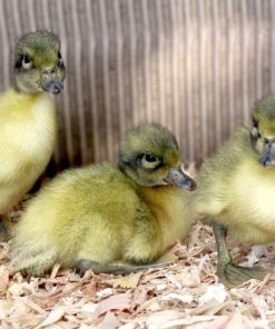 Welsh Harlequin Ducklings